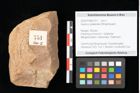 Foto (Objekt + Etikett) von Quercus palaeoilex Ettingshausen (NHMW-GEO-2024-0188-0751)